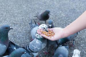 duva äter från kvinna hand på de parkera, mata duvor i de parkera på de dag tid foto