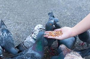 duva äter från kvinna hand på de parkera, mata duvor i de parkera på de dag tid foto
