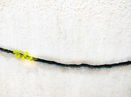 knäckt exteriör betong vägg där är en små grön träd ger en känsla av hoppas, styrka, frihet foto