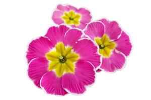 ljus vår ClipArt av rosa jordviva blommor. foto