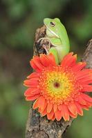 makro skede av groda och orange blomma foto