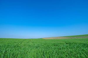 grönt sådd fält med blå himmel