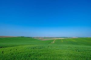 grönt sådd fält med blå himmel