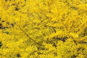 gult ginkgoträd foto