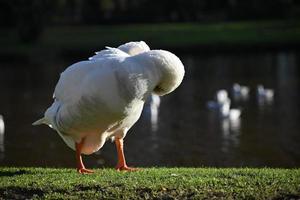 ett vit gås grooming henne fjädrar i de parkera foto