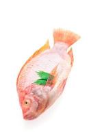 rå färsk fisk foto