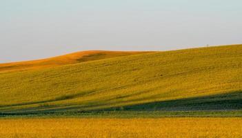 landskap scener i palouse Washington foto