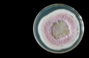 makro av svampar på petri maträtt foto