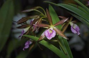 skön rosa dendrobium orkide blomma foto