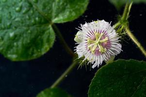 passionsfruktblomma foto