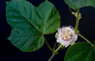 passionsfruktblomma foto