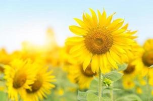 solros blomma i med solljus och blå himmel foto