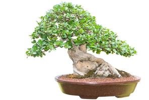 skön bonsai träd i keramisk pott isolerat foto