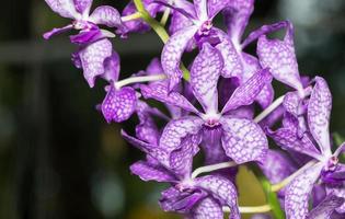 hybrid lila dendrobium orkide foto