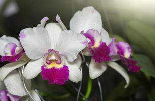 vit och rosa cattleya orkide blomma foto