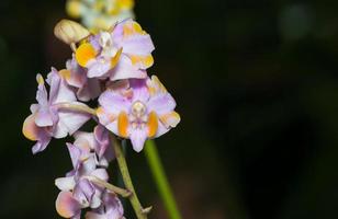 rosa hybrid aerides orkide blomma foto