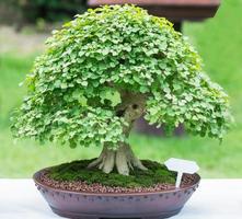 skön bonsai träd i keramisk pott foto