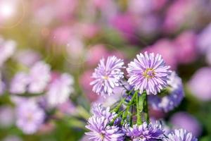 närbild och beskära aster blommor i en offentlig parkera trädgård med naturlig Sol ljus på suddigt bakgrund. foto