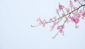 skön rosa körsbär blommar sakura med uppfriskande i de morgon- på himmel bakgrund i japan foto