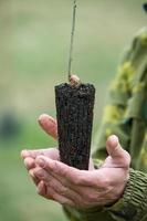 närbild hand håll fröplanta träd växande på grön fläck bakgrund. eco jord dag begrepp. skog bevarande begrepp. träd plantering. skog bevarande begrepp foto