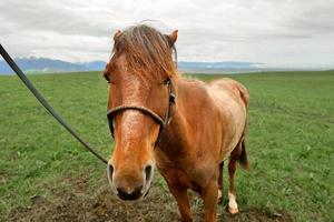 de hästar på de kalajun prärie i xinjiang . foto