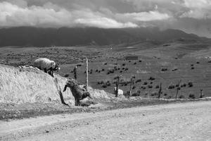 qiongkushtai i xinjiang, en små kazakh by belägen i de isolerat dal av de tianshan berg, har en omfattande gräsmark och maklig hästar och får. foto