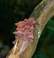 gelé öra --auricularia auricula-judae-- svamp på träd, Tyskland foto