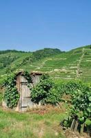 vingård landskap på Donau flod i wachau dalen, lägre österrike foto