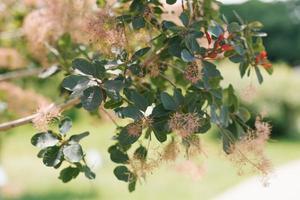 mjuk rosa blomställningar av cotinus coggygria stänga upp foto