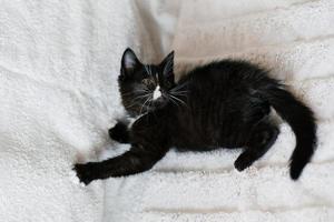 en svart med vit fläckar liten katt är liggande på de soffa foto