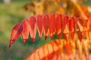 skön röd löv av en vinäger träd på en solig höst dag närbild foto
