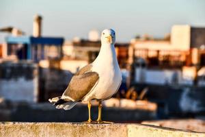 fiskmås i marocko foto