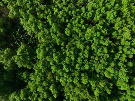 antenn topp se av mangrove skog. Drönare se av tät grön mangrove träd fångar co2. grön träd bakgrund för kol neutralitet och netto noll utsläpp begrepp. hållbar grön miljö. foto