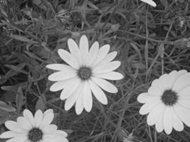daisy blomma i svart bakgrund foto
