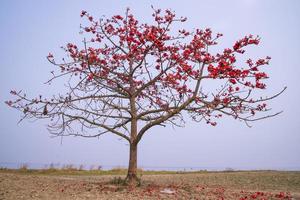 blommor av bombax ceiba träd på de blå himmel bakgrund foto