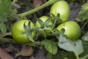 grön rå tomat i de vegetabiliska trädgård träd foto