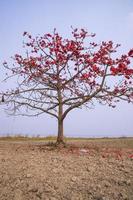 blommor av bombax ceiba träd på de blå himmel bakgrund foto