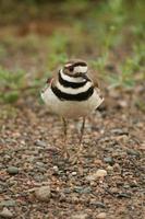 killdeer i grus foto