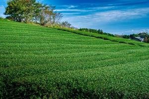landskap bild av mt. fuji med grön te fält på dagtid i shizuoka, japan. foto