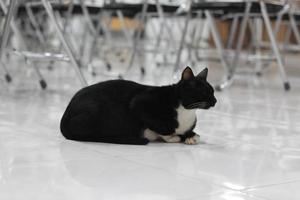 Foto av en svart katt uttryck med en bit av vit på några delar av dess kropp.