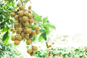 färsk longan frukt hängande på gren med grön löv redo till skörda i longan lantbruk bruka foto