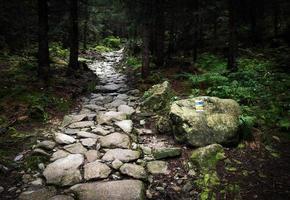 sten gångväg i tät skog foto