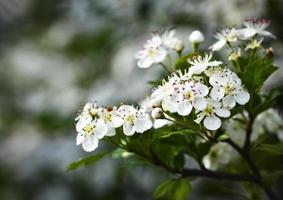 vita blommor av hagtorn foto