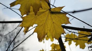 lönn blad närbild. blå himmel. suddig bakgrund. Plats för text. foto