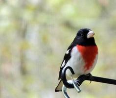 manlig rosenbröst grosbeak pheucticus ludovicianus foto