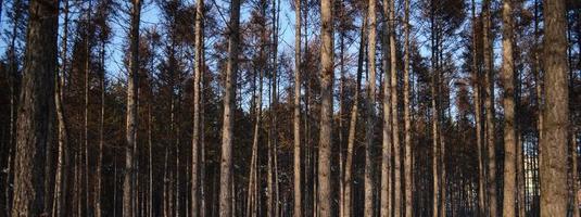 fotografi av tall skog, träd stammar, naturlig bakgrund, miljö och vilda djur och växter foto