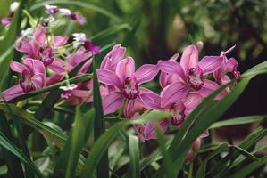 orkidéer blommande i de trädgård, rosa cymbidium eller båt-orkidé blommor mot grön löv foto