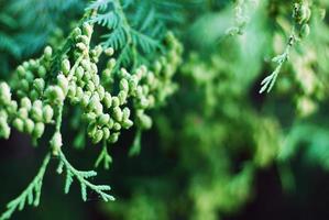 thuja occidentalis gren med koner foto