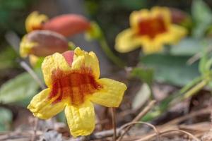 bignonia capreolata växande längs de jord. foto