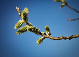 vårblommor på trädgrenar foto